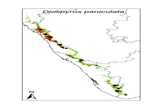 Diospyros paniculata